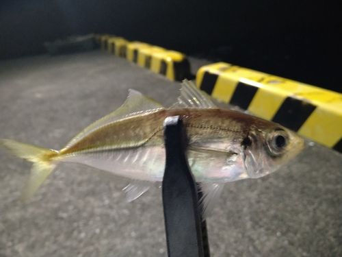 マアジの釣果