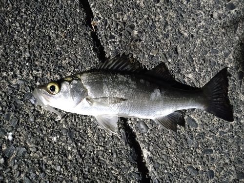 セイゴ（マルスズキ）の釣果