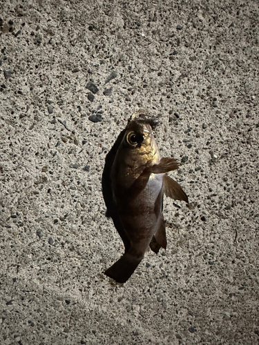 セイゴ（マルスズキ）の釣果