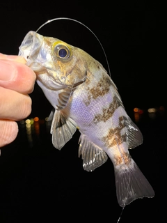 クロメバルの釣果