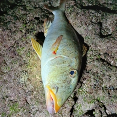 ムネアカクチビの釣果