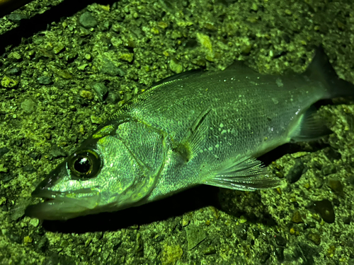 セイゴ（ヒラスズキ）の釣果