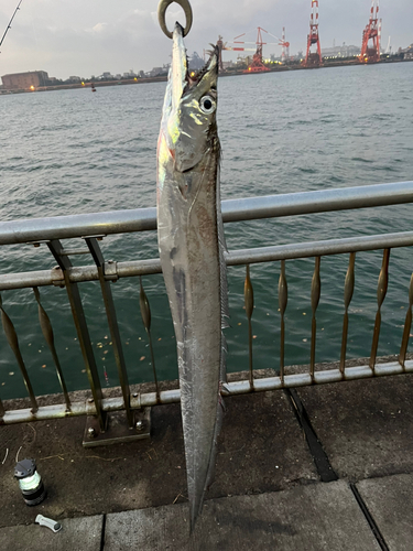 タチウオの釣果