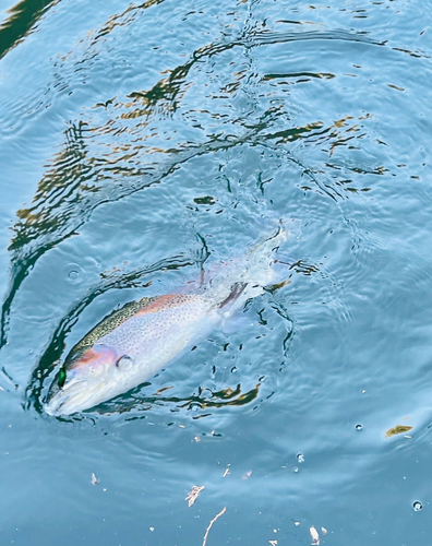 ニジマスの釣果