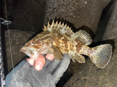 タケノコメバルの釣果