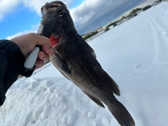 ソイの釣果