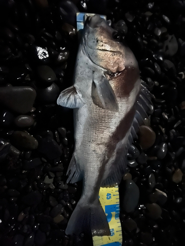 コショウダイの釣果