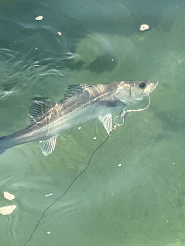 スズキの釣果