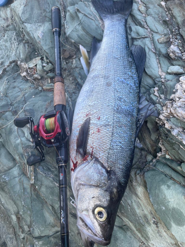 ヒラスズキの釣果