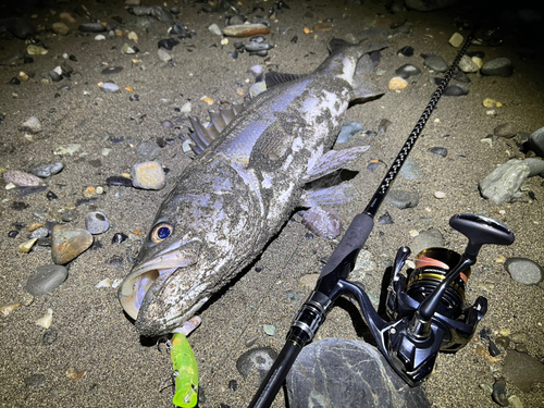 シーバスの釣果