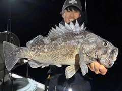 クロソイの釣果