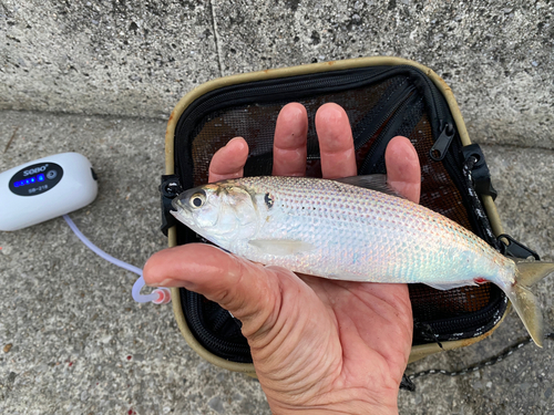 コノシロの釣果