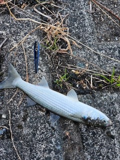 ボラの釣果