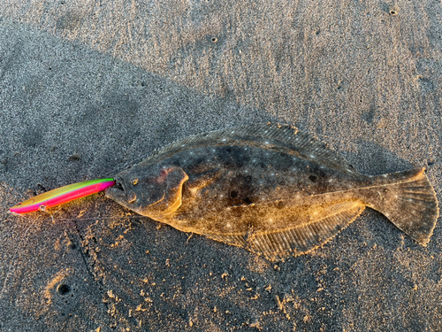 ヒラメの釣果