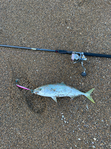 ツバスの釣果