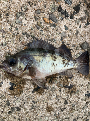 メバルの釣果