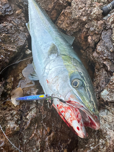 イナダの釣果