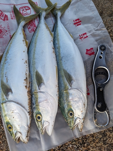 ハマチの釣果