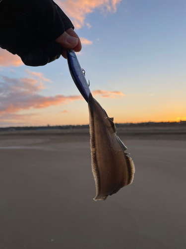 シタビラメの釣果