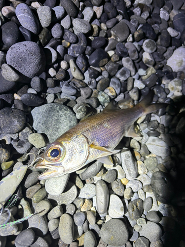 クロムツの釣果