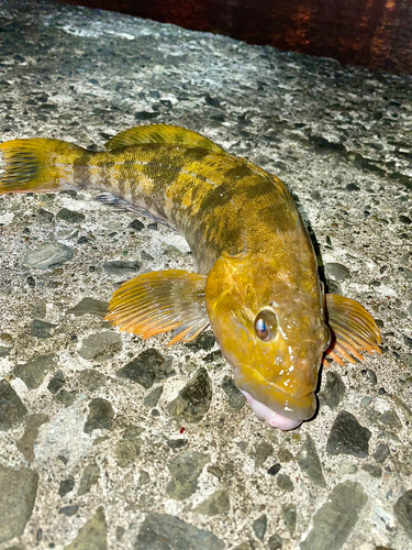 アイナメの釣果