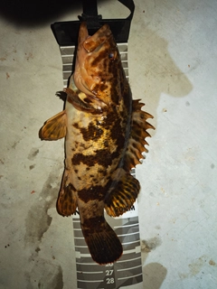 ベッコウゾイの釣果