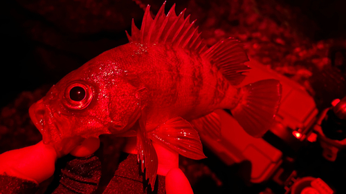 クロメバルの釣果