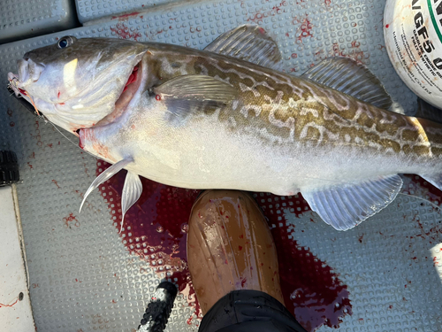 タラの釣果