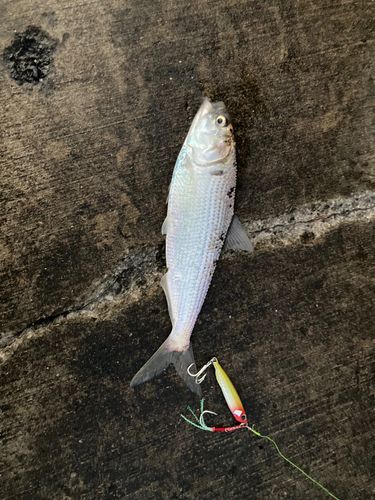 コノシロの釣果