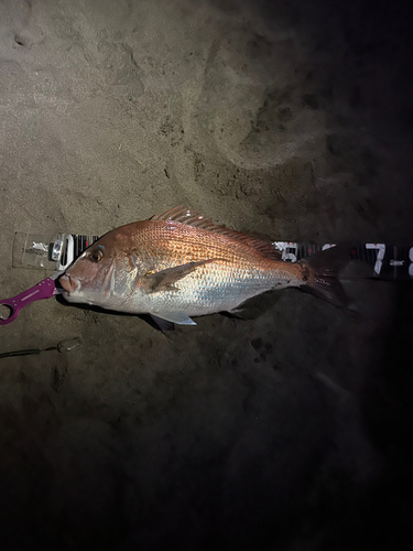 マダイの釣果