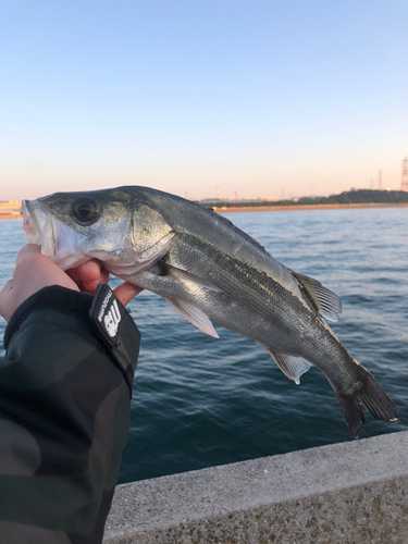 スズキの釣果