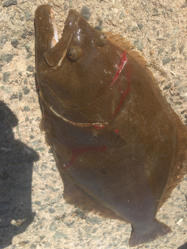 ヒラメの釣果