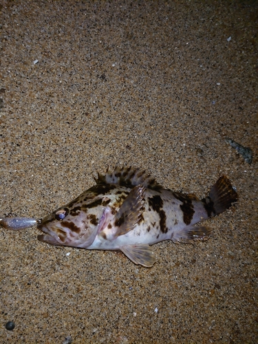 タケノコメバルの釣果