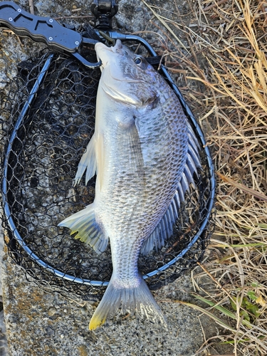 キビレの釣果