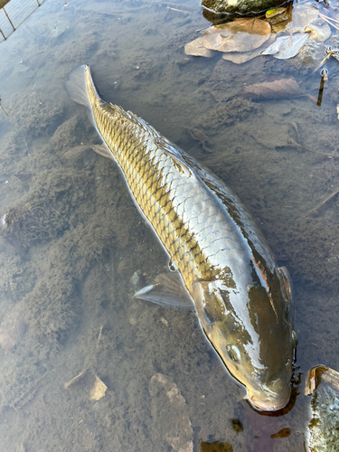 コイの釣果