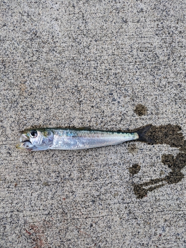 イワシの釣果