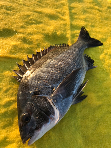 クロダイの釣果