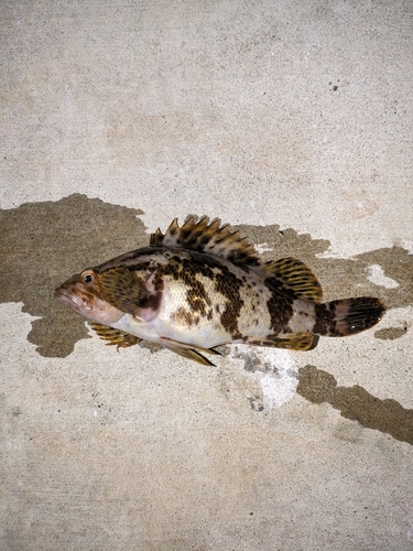 タケノコメバルの釣果