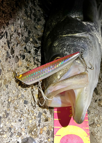 シーバスの釣果