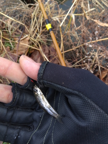 モロコの釣果