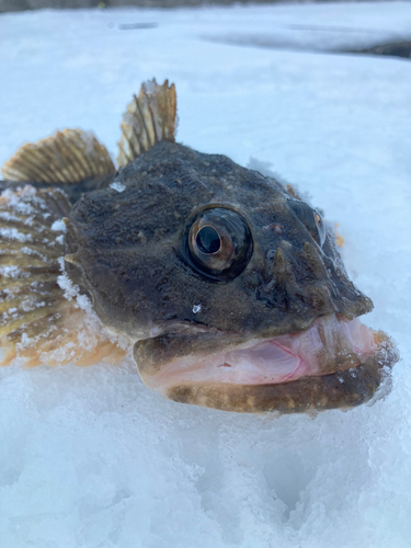 カジカの釣果