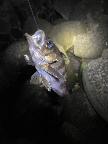 クロメバルの釣果