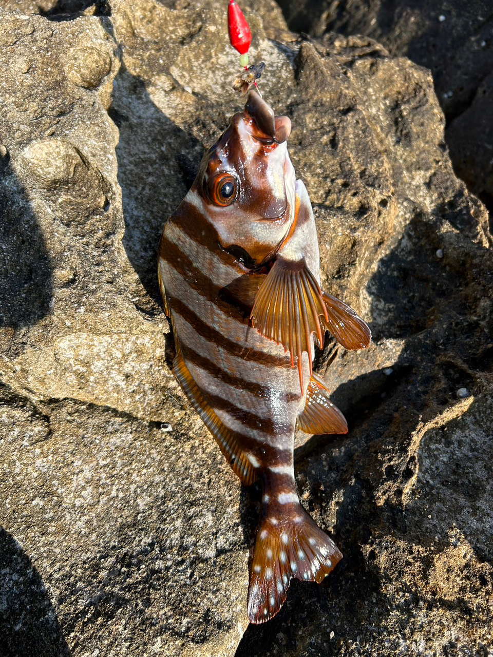 タカノハダイ