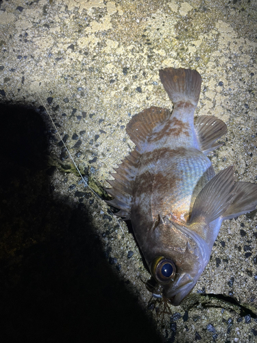 クロメバルの釣果