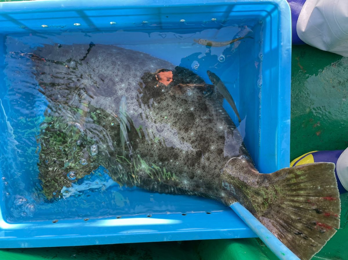 けんぢ46さんの釣果 1枚目の画像