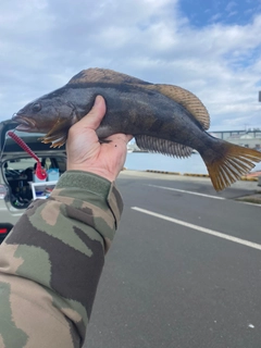 アイナメの釣果