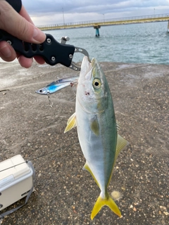 イナダの釣果