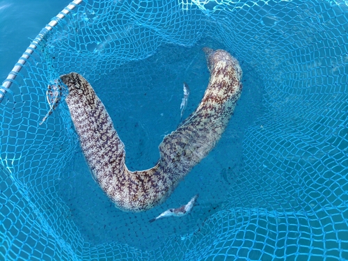 ウツボの釣果