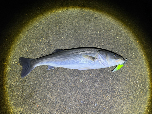 スズキの釣果