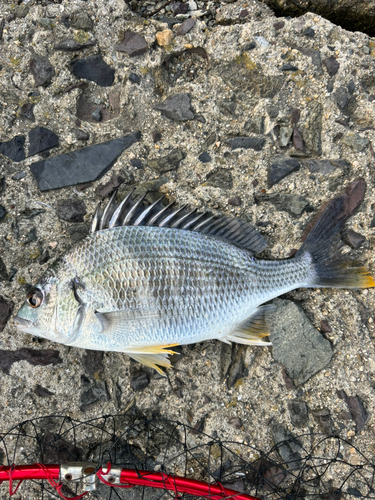 キビレの釣果